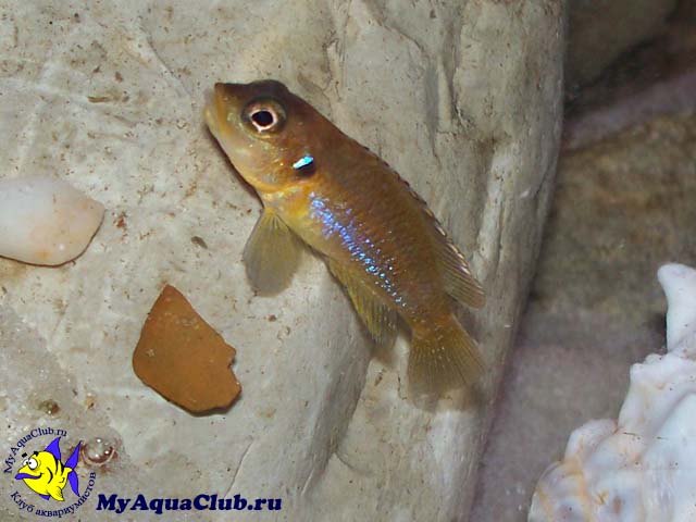 Лампрологус глазчатый (Neolamprologus ocellatus)