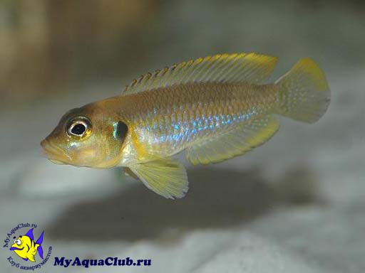 Лампрологус глазчатый (Neolamprologus ocellatus)