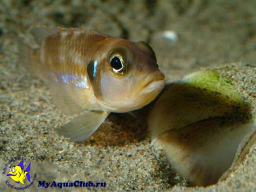 Лампрологус глазчатый (Neolamprologus ocellatus)