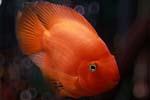 Рыба Попугай или Красный попугай (Red Parrot Cichlid)