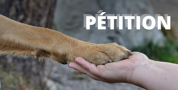 Création : assemblée citoyenne sur la condition animale