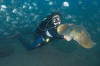 Common Stingray with diver image