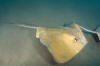 Common Stingray picture