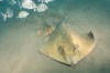 Common Stingray picture