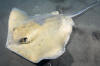 Common Stingray picture