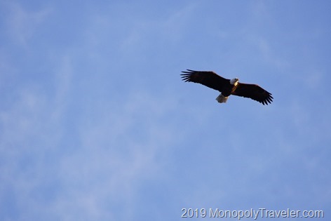 Soaring in the blue sky