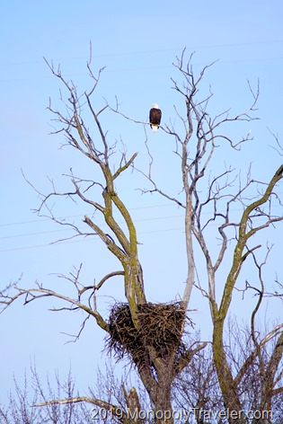 Watching over the nest