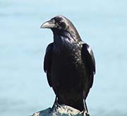 Picture/image of Common Raven