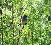 Lazuli Bunting