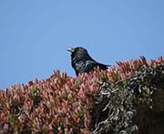 Picture/image of Common Raven