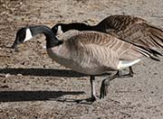 Picture/image of Cackling Goose