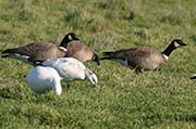 Picture/image of Cackling Goose