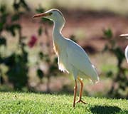 Cattle Egret