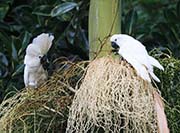 White Cockatoo