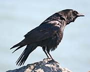 Picture/image of Common Raven