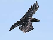 Picture/image of Common Raven