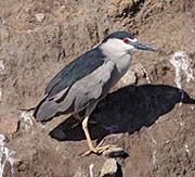 Black-crowned Night-Heron