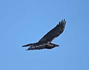 Picture/image of Common Raven