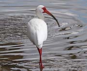  White Ibis