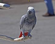 Grey Parrot