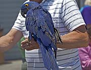 Hyacinth Macaw