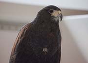 Picture/image of Harris's Hawk