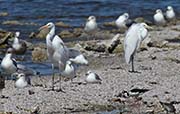  Reddish-White Morph Egret