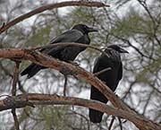 Picture/image of Common Raven