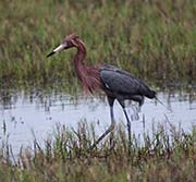  Reddish-Dark Morph Egret