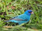 Indigo Bunting