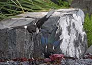 Picture/image of Black-billed Magpie