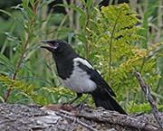 Picture/image of Black-billed Magpie