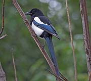 Picture/image of Black-billed Magpie