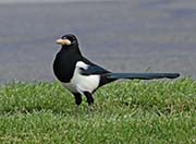 Picture/image of Black-billed Magpie