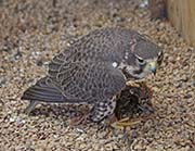 Picture/image of Prairie Falcon