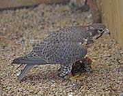 Picture/image of Prairie Falcon