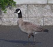 Picture/image of Cackling Goose