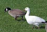 Picture/image of Cackling Goose