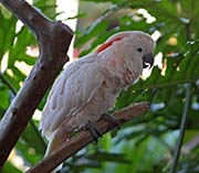 Salmon-crested Cockatoo