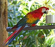 Scarlet Macaw