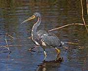  Tricolored Heron