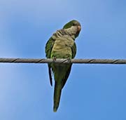 Monk Parakeet