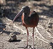  Glossy Ibis