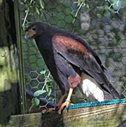 Picture/image of Harris's Hawk