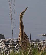 American Bittern