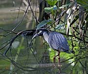 Yellow-crowned Night-Heron