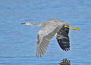  White-faced Heron