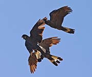 Short-billed Black-cockatoo