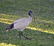  Australian White Ibis