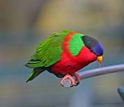 Collared Lory